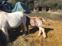 Hengst, Gypsy horse — Foto 4