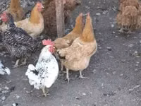 gallina danesa — foto 1
