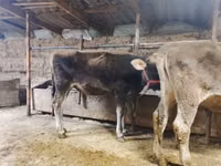 Toro, Swiss cattle — foto 2