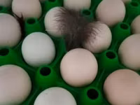 Ayam Cemani — Foto 2