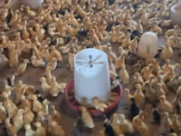 Ducks — foto 3
