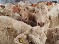 Bovinos (lote, sexo no especificado), Charolais cattle — foto 4