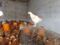 Chickens — फ़ोटो 2