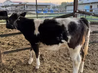 Bovinos (lote, sexo no especificado), Azul Belga — foto 5