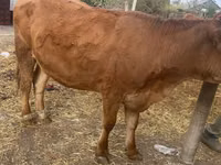 Vaca, Swiss cattle — foto 2