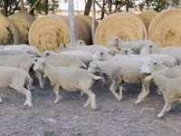 Widder, Ile-de-France sheep — Foto 1