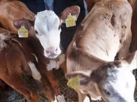 सांड, Pinzgauer cattle — फ़ोटो 1