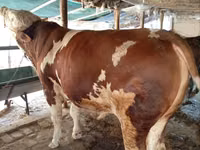 Toro, Simmental cattle — foto 2