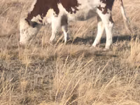 Toro, Swiss cattle — foto 2