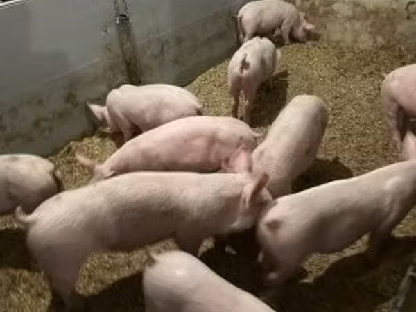 Cerdos (lote, sexo no especificado), 