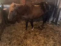 Mare, Kustanai horse — photo 4