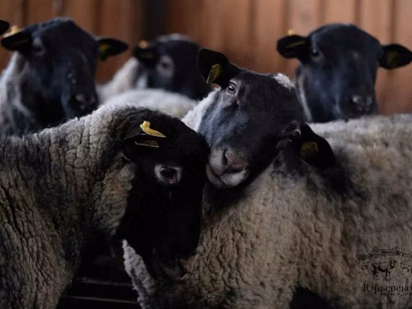 मेढ़ा, Romanov sheep