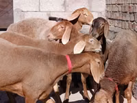 Schaf, Edilbay sheep — Foto 4
