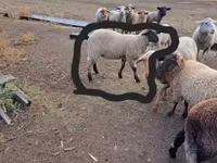 Widder, White Suffolk sheep — Foto 2