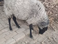 Schaf, Romanov sheep — Foto 1