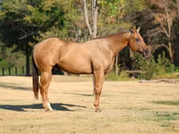 Caballo, Quarter Horse — foto 3