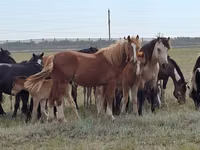 Caballo, Caballos — foto 7