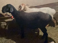 Schaf, Arashan sheep — Foto 3