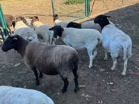نعجة, Dorper sheep — الصورة 4