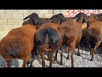 Widder, Hissar sheep — Foto 2