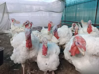 بيغ 6 — الصورة 3