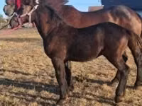 Hengst, Percheron — Foto 1