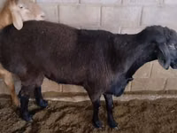 كبش, Rambouillet sheep — الصورة 4