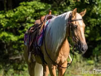 Horse (M), Palomino — photo 5
