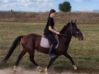 घोड़ा, Lipizzaner — फ़ोटो 1