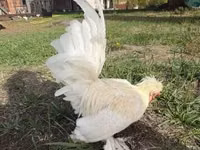 Chickens — Foto 3