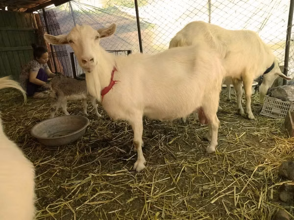 Ziegen (Partie, Geschlecht nicht angegeben), Saanen goat