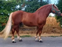 Caballo, Noriker — foto 1