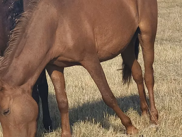Stute, Horse breed