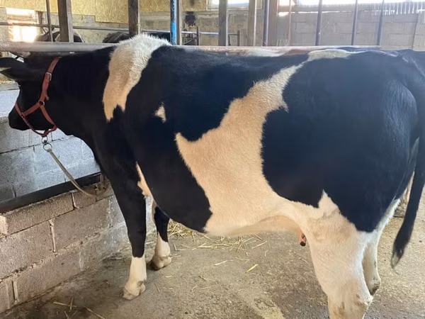Kuh, Holstein-Rasse