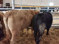Bulle, Simmental cattle — Foto 1