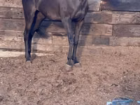 Mare, Anglo-Arabian — photo 1