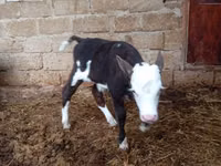 गाय, Simmental cattle — फ़ोटो 3