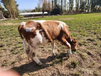 Bulle, Simmental cattle — Foto 1
