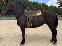 Mare, Percheron — photo 4