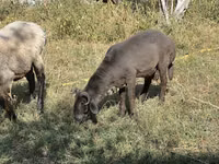 Schafe (Partie, Geschlecht nicht angegeben), Arabi sheep — Foto 3