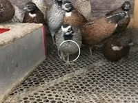 Guinea fowl — Foto 1