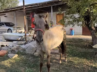 घोड़ा, Tiger horse — फ़ोटो 1