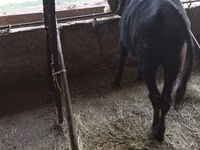 Toro, Ganado vacuno — foto 2