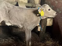 Vaca, Charolais cattle — foto 1