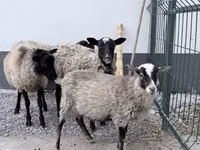 Carnero, Hissar sheep — foto 2