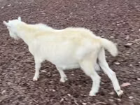 Ziegenbock, Saanen goat — Foto 3