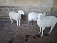 भेड़, Merino sheep — फ़ोटो 7