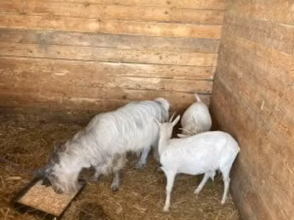 Goat, Goats