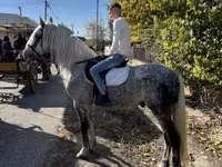 حصان, Andalusian horse — الصورة 1