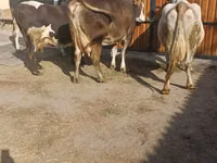 Kuh, Holstein-Rasse — Foto 1